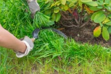 Gardening sickles available from suppliers near me for cutting and trimming plants