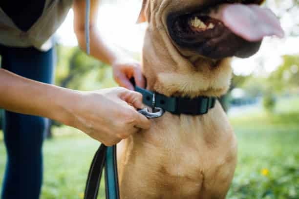 Dog wearing a collar and lead from NSJ Wholesale for safe pet walking
