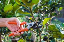 Pruning shears available wholesale across South Africa for gardening and outdoor use
